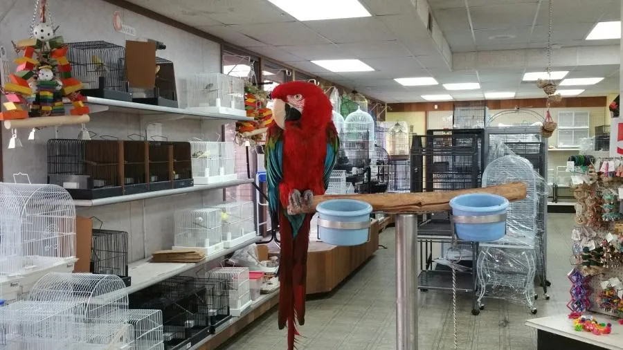 Cataleya Bird Shop: Menyelami Tradisi dan Keindahan Burung di Jantung Cilacap